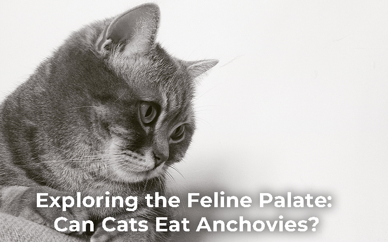 Can Cats Eat Anchovies?
