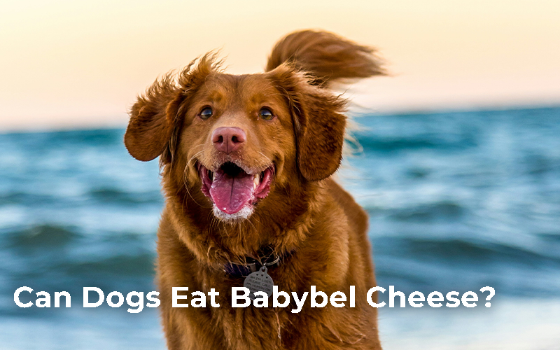 Can Dogs Eat Babybel cheese